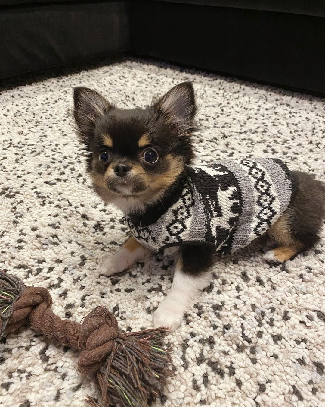  1 Bella male puppy For Sale 