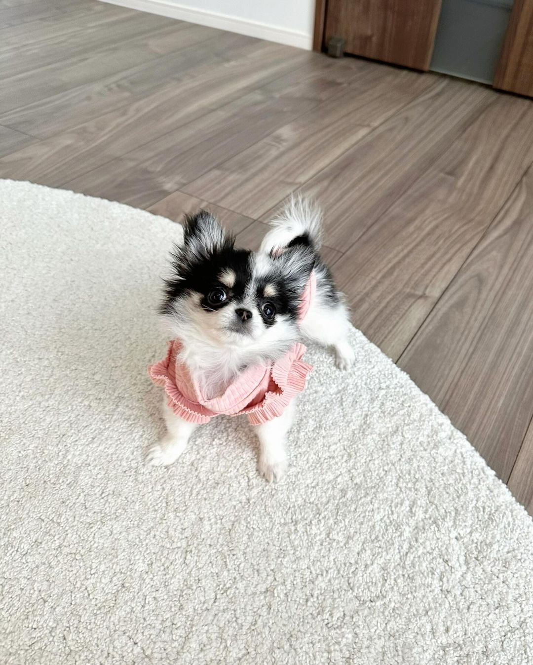  2 Rose female puppy For Sale 