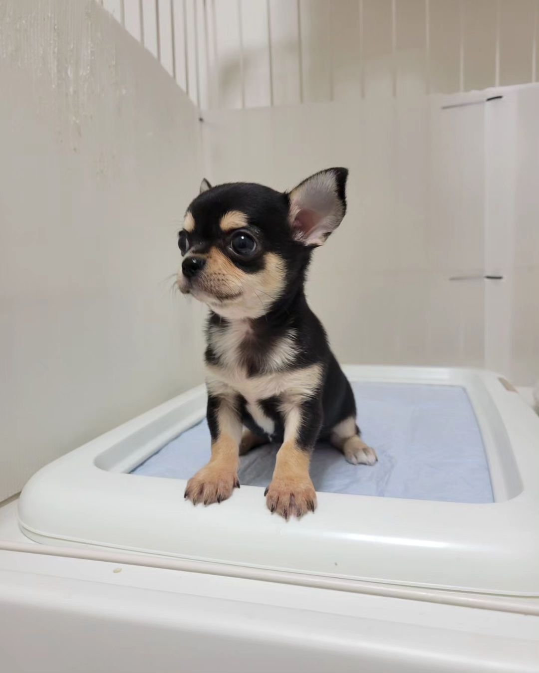  3 Sean Female puppy For Sale 