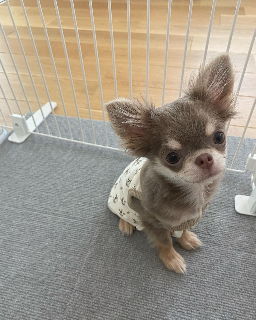  4 Pride male puppy For Sale 