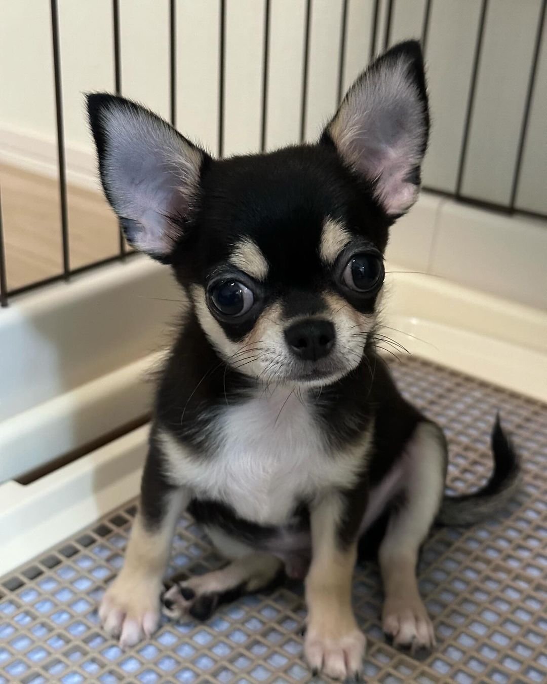  1 Kaylee male puppy For Sale 