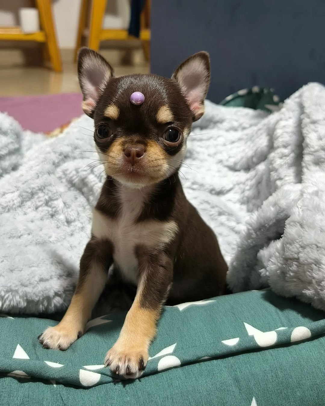  3 Luna female puppy For Sale 