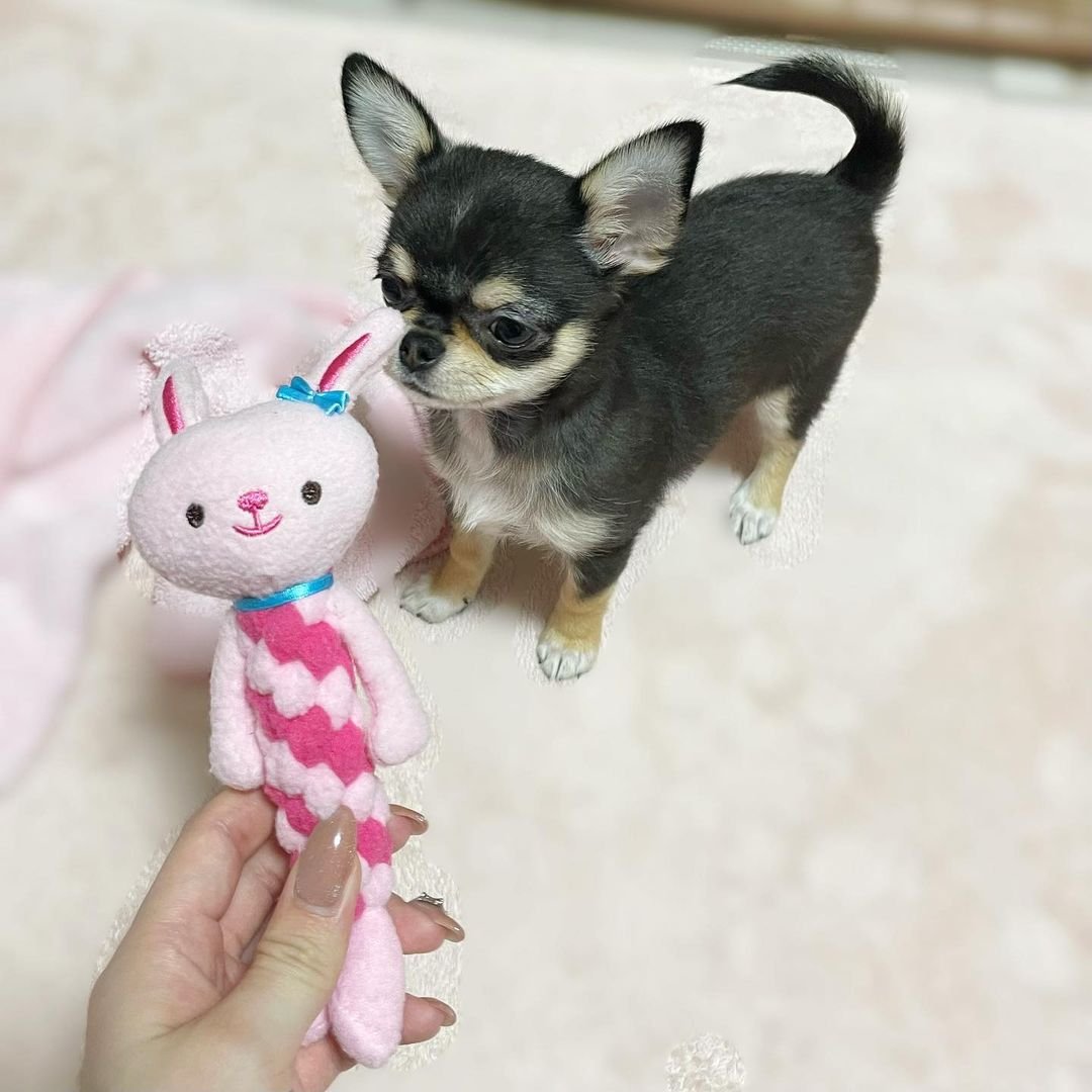  1 Lucy female puppy For Sale 