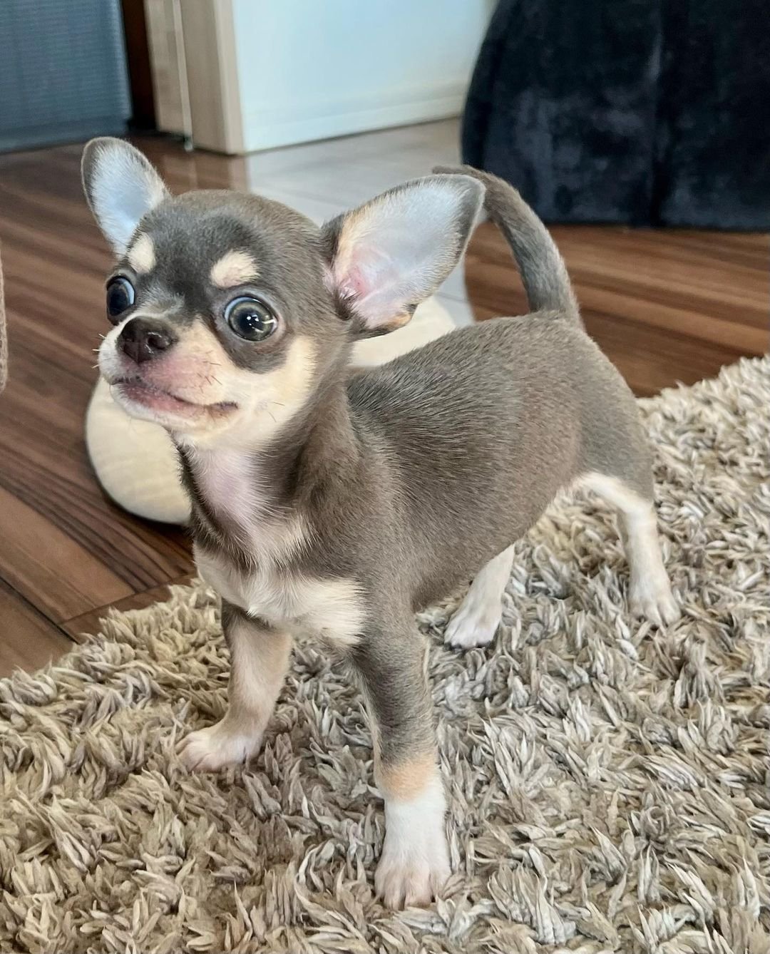  4 Bailey male puppy For Sale 