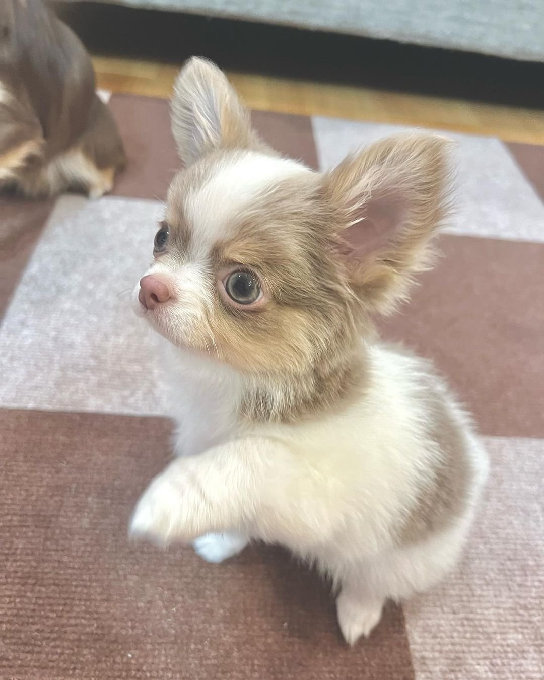  2 Rosie female puppy For Sale 