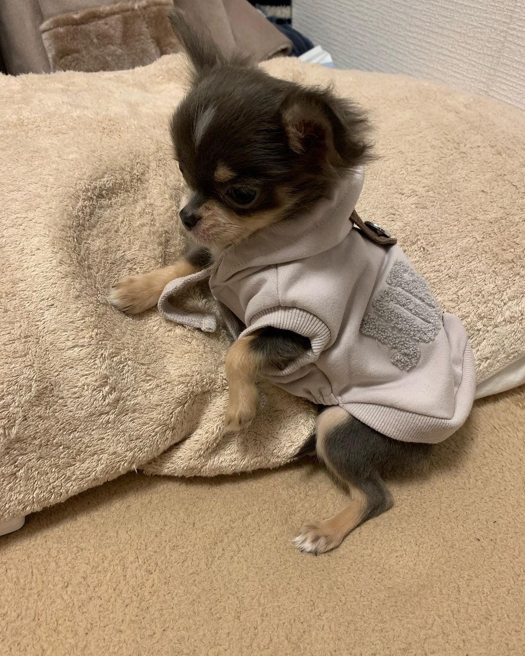  3 Joyce Female puppy For Sale 