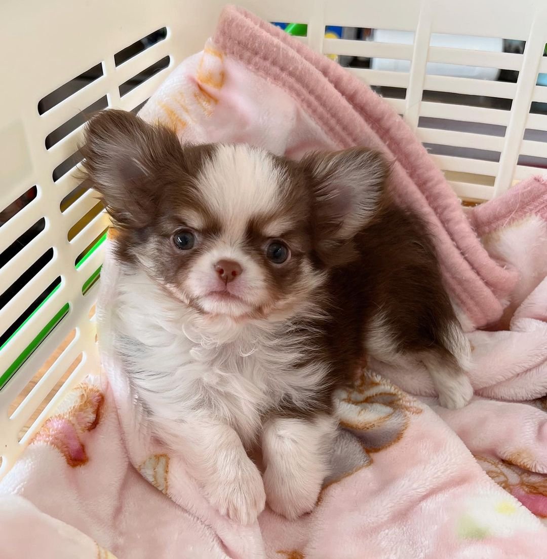  4 Roy male puppy For Sale 
