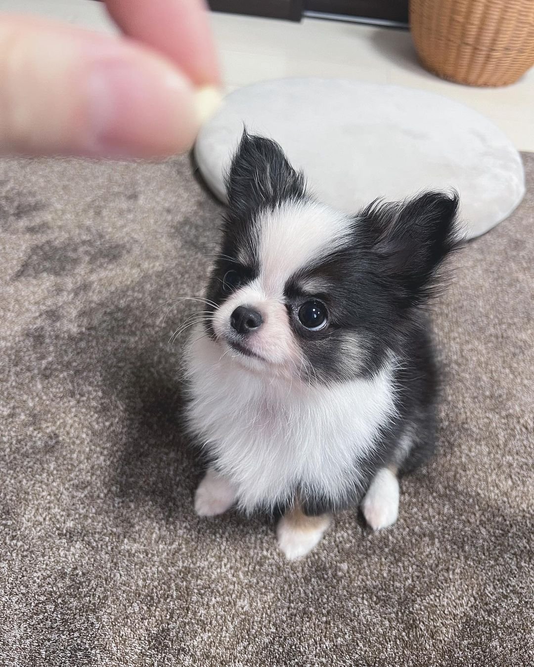 1 scout female puppy For Sale 