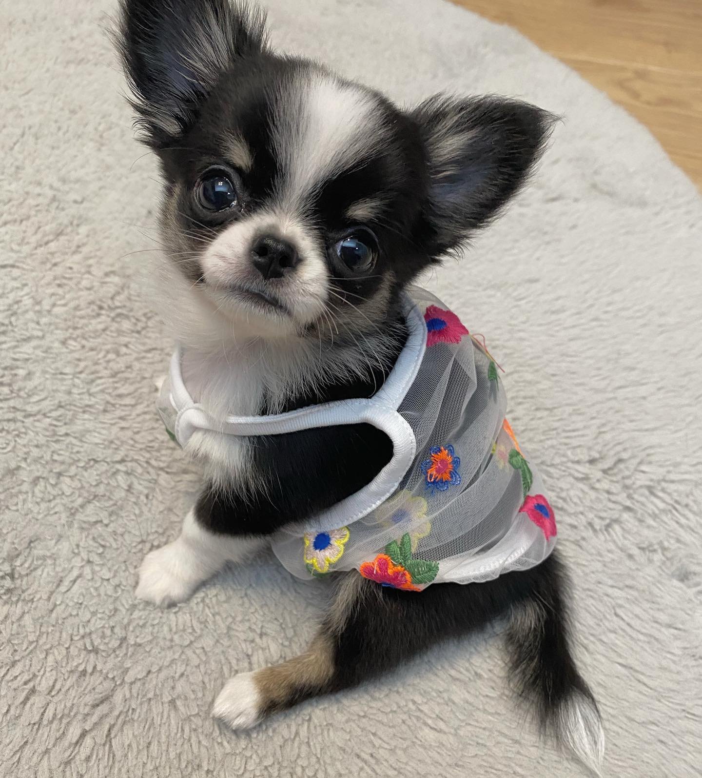  3 Chris Female puppy For Sale 