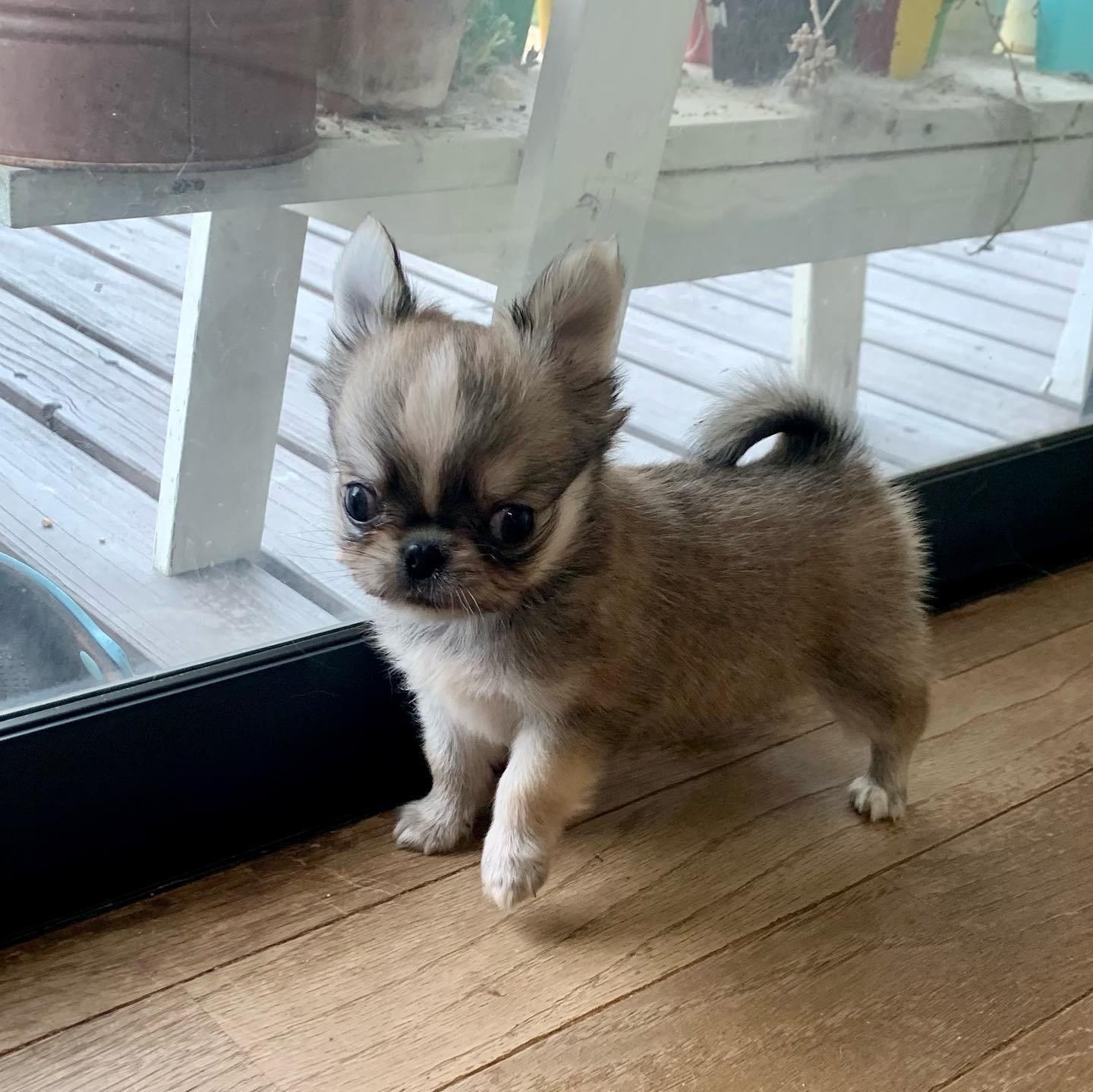  4 Kyle male puppy For Sale 