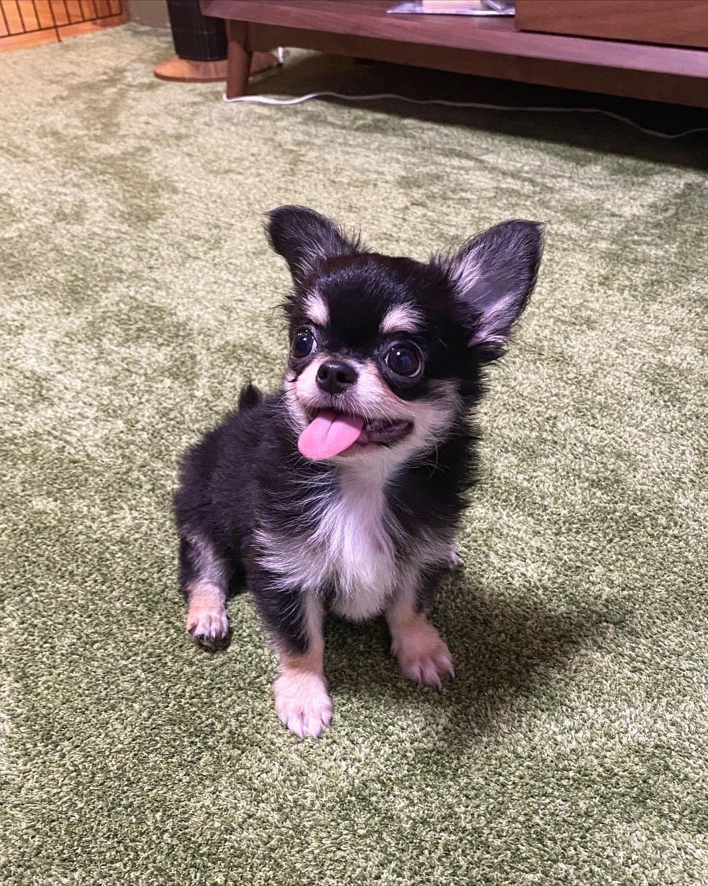  1 Roi female puppy For Sale 